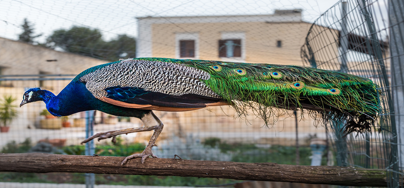 LA BELLEZZA DEI COLORI